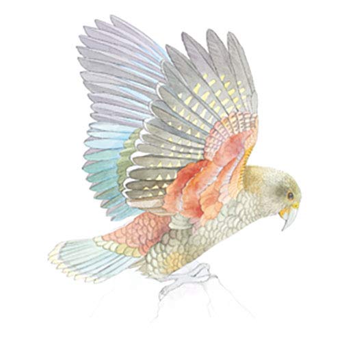 Birds: The Watercolor Art Pad by Emma Faull – 15 Avian Artworks to Paint (With Art Paper Inside)