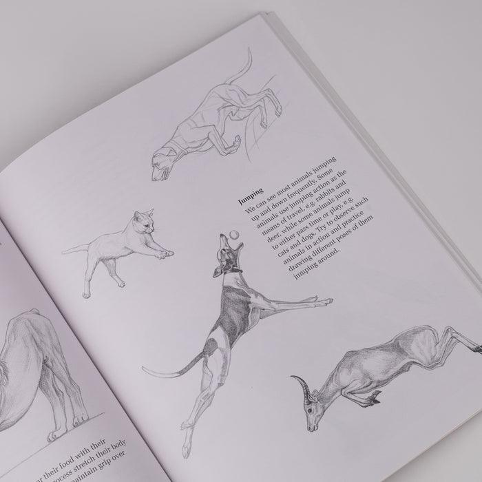 Approach to Drawing Animal: By - Gopal Nandurkar (Paperback)